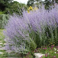 Blue Spires Russian Sage, Perovskia atriplicifolia | High Country Gardens