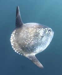 After a four-year-search, researchers found the hoodwinker sunfish that had eluded discovery for centuries.