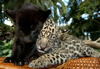 baby leopard and panther. awwwwwwww