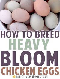 Heavy bloom eggs are positively stunning and such a unique addition to your rainbow egg basket! The chalky white cuticle (bloom) deposited over the shell as the egg is laid creates some of the most unusual tones in the chicken world. It is what makes eggs appear pink, purple or gray and we simply cannot get enough of them! Here is how to breed heavy bloom egg layers in every color: