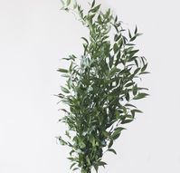 Quick Snap: Italian ruscus has multiple side branches covered with well-shaped, pointed green leaves. It is a classic foliage with emerald green leafs that adds a delicate and soft touch to a quiet flower arrangement. Its discreet leaves are an ideal accent for bouquets and arrangements that focus on flowers rather than lush greenery. Italian Ruscus foliage is available all year round. It comes packed in 5 stems per bunch. The stem lenght ranges from 20-22 inches long. Product is delivered direc