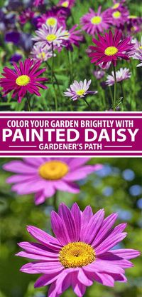 Consider adding brilliantly hued painted daisies to your garden, and be rewarded by large pink, purple, red, and white blooms from early to mid-summer. Learn more about these pretty plants now on Gardener’s Path. #flowers #perennials #violet #gardenerspath