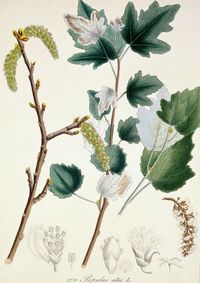 White Poplar Populus Alba is a photograph by Natural History Museum, London/science Photo Library which was uploaded on September 28th, 2018. The photograph may be purchased as wall art, home decor, apparel, phone cases, greeting cards, and more. All products are produced on-demand and shipped worldwide within 2 - 3 business days.