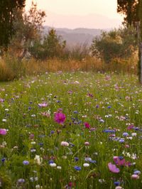 Field of flowers