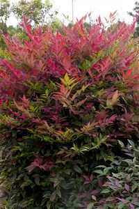 Nandina "Obsession" (dwarf type), zone 6-11, H 2-3 ft, W 2-3 ft.