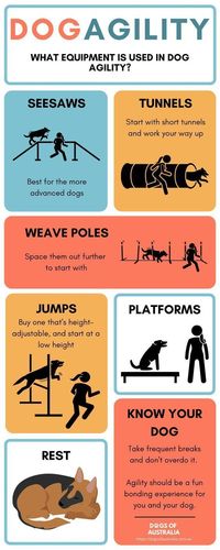 dog agility - what equipment is used in dog agility?