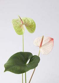 Anthuriums are herbaceous epiphytes native to tropical America. The Anthurium is also known as Painted Tongue, Flamingo Flower (Flamingo Lily) or Tail Flower. Anthuriums are grown for their brightly colored flower spathes and their ornamental leaves.