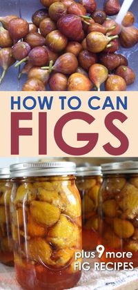 Canning whole figs is a simple process of water bath canning the fruit in syrup. Find out how to can whole figs - and what to do with them after they are canned! Get fig recipes for using all your fresh or canned figs!