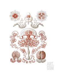 Anthomedusae Art Print by Ernst Haeckel at Art.com