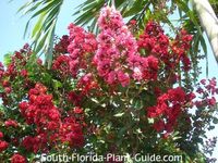 deep red blooms of 'Dynamite' crape myrtle