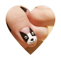 Boston Terrier nails