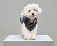 Casacos de luxo para cães pela marca Moncler