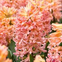 Peachy perfect, the Gipsy Queen Hyacinth (Hyacinthus 'Gipsy Queen') is a gorgeous tall spire of curly bell-shaped juicy peach blooms that smell as sweet as can be! These gorgeous spring blossoms brighten and perfume your garden beds and borders with delightful creamy flowers and clumps of upright green foliage! Hyacinth bulbs may not be the earliest emerging spring ephemeral flowers, but they are the most dramatic! Bridging the gap between Crocus and Tulips, these giant wands of flowers rise up from the center of strappy rosettes of green each year! Hyacinths are bulbous plants closely related to the Lily family. Browse our entire collection of Hyacinth, or filter your options by growing zone, sun exposure, color and other factors. These peachy dream boats look gorgeous among white, pink a