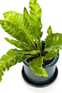 Bird’s Nest Fern Care – How To Grow Bird’s Nest Fern