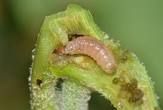 Fruit and Shoot Borer (Leucinodes orbonalis) - Symptoms and Damage Prevention - Agric4Profits