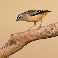 Spotted pardalote - Wikipedia