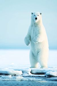 The majestic #polarbear. We owe it to all living things on this planet to find renewable energy solutions that also preserve the environment. #nature #wildlife