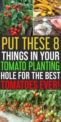 #gardentips #gardenideas #gardening #gardeningtips