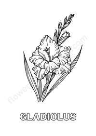 Gladiolus Flower Coloring Pages