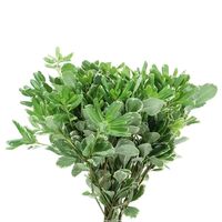 Variety: Pittosporum Varigated Color: GreenStem Count: 80 Stems