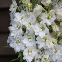 Magic Fountains Pure White - Delphinium Seed | Johnny's Selected Seeds