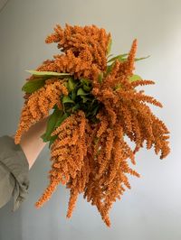 Rich and textured amaranthus.