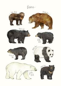 A print that asks the question “Which bear is best?” | 31 Beautiful Posters That Will Actually Teach You Something