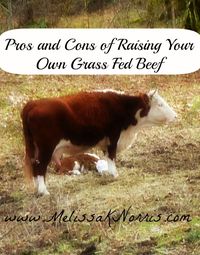 Pros and Cons to Raising Grass Fed Beef www.melissaknorris.com