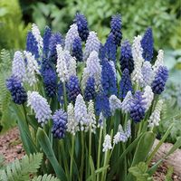 A wonderful mixture of blue and light blue Muscari, these colorful mid-spring bloomers are long lived and naturalize easily in your garden.