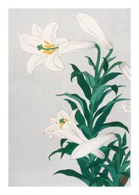 Beautiful vintage Japanese illustration of Lilies with leaves. The soft warm white together with strong greens makes this poster look amazing in any interior looking for a botanical floral poster. Artist: Ohara Koson