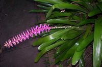 Aechmea gamosepala