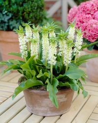 Eucomis autumnalis Alba