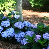 Let's Dance Blue Jangles is a big-leaf hydrangea that blooms on both old and new wood, meaning the foliage will be covered with flowers each season. This variety is also unique in its size, with a tight, compact habit that is unusual among reblooming hydrangeas. Large flower heads will be a deep blue in acidic soils and a vivid pink in alkaline soils. Proven Winners Let's Dance Blue Jangles Reblooming Hydrangea Flowering Shrub in 1-Gallon Pot | HYDPRC2526101