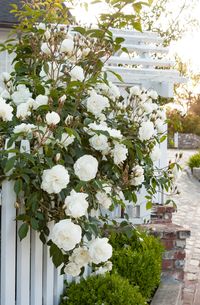 White Iceberg Shrub Rose  Rosa spp. 'Iceberg' Floribunda rose recommended by Seattle Rose Society with score of 8.9/10; very fragrant with long bloom time.