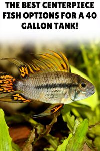 Interested in enhancing your 40-gallon tank with a centerpiece fish? Our blog unveils the magic behind these aquatic stars, focusing on their dietary requirements, behaviors, and compatibility with other fish in your aquarium.