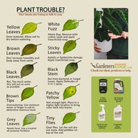 🌿 Listen up, plant parents! Have you ever asked yourself, "What's wrong with this plant?" If you are trying to figure out what your plants are trying to tell you, we've got you covered! 🍃 Whether it's wilting, yellowing, dropping leaves, brown tips, fertilizer burn, underwatering, or overwatering, don't panic! There's usually a simple fix with a little TLC. 💚 This guide helps you decipher your plant's signals and what you must do to bring them back to their vibrant, green selves.