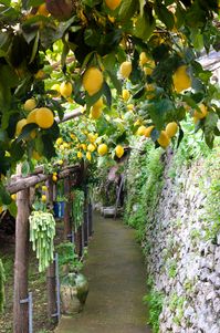 Path of the Lemons: The ancient trail connecting Minori and Maiori - AmalFeet - Step into the Adventure