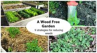 Not sure how to reduce garden weeds? Check out this interesting article now!