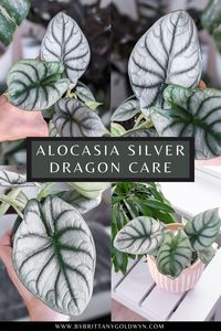 Alocasia Silver Dragon is a gorgeous variety that stays relatively small, making it a wonderful type of elephant ear for a potted houseplant. Learn all about Alocasia Silver Dragon care, including how much light they need, what pests they are vulnerable to, and more.