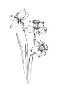 Narcissis Art Daffodil Drawings Daffodil Artwork Narcissus - Etsy