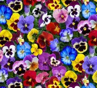 Lovely Pansies Packed Pansies for Elizabeths Studio 475 Multifeatures multi colorful pansiesGREAT FOR ANY PROJECT colors include red, pink, purple, blue, gold, yellow, green and lavendarFabric information: 44'' Wide.Machine Wash Cold,Delicate Cycle,No Chlorine Bleach, Tumble Dry Low,Remove Promptly.Made in China.All fabric is stored in a smoke-free home.100% Cotton*Sold by the yard:1 yard - 36"x44"3/4 yard- 27"x44"1/2 yard- 18"x44"1/4 yard- 9"x44"There is a 5% restocking fee that will be subtrac