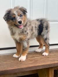 #bluemerle #miniaussie