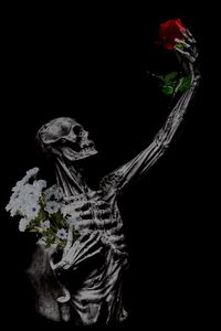 Lost love - digital art, skeleton with a chosen rose. valentine, lovers, beauty, adoration, rose, roses, till death