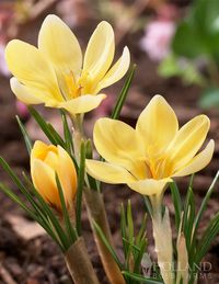 Romance species Crocus are a very early Spring blooming variety that blooms before trees begin leafing out.  This romantic little crocus is a soft, creamy white variety that features light, buttery yellow marking throughout the petals.  Species Crocus naturalize very easily and consistently bloom year after year.  Plant with giant crocus to create a sea of color in your landscape.  These little gems work well as a border plant as well as a rock garden variety.    New to planting Fall bulbs? Click here for advice from our Bulb Blog!