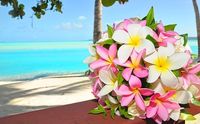 Heaven with plumeria!!!