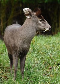 Tufted deer