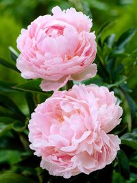 Introducing Peony 'Pillow Talk' – truly one of the best and a favorite in the flower industry. This remarkable peony produces flowers that can exceed 10 inches in diameter when in full bloom, making a grand statement in any setting. The pale pink flowers of 'Pillow Talk' are both refined and powerful, combining impressive size with a sweet, satiny texture. Thanks to its sturdy stems and magnificent blooms, 'Pillow Talk' stands out as one of the most beautiful peonies available. Its large, elegan