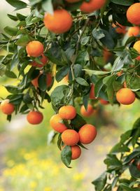 Mandarin trees grow easily from seed, but a seed-grown tree can take several years to be large and mature enough to produce fruit.