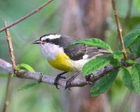 THE BIRDS OF ABACO | The Definitive Guide to the Birds of Abaco, Bahamas