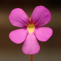 Pinguicula 'Pirouette'